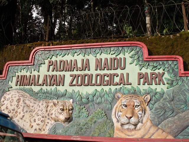 padmaja naidu himalayan zoological park visit Darjeeling One day Local Sightseeing