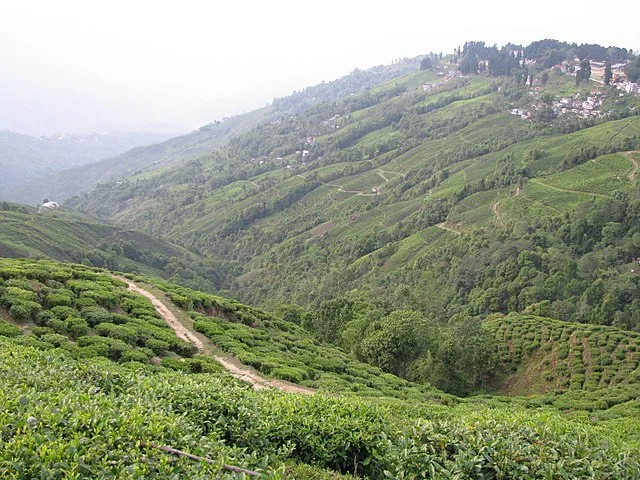 Tea garden