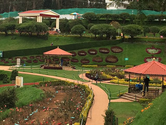 Rose Garden Visit during Ooty local sightseeing