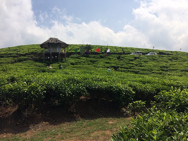 Tea Estate View Point covered in Ooty local sightseeing