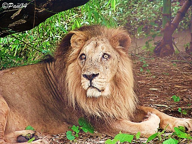 Silvassa Vasona Lion Safari famous in Mumbai to Silvassa sightseeing package