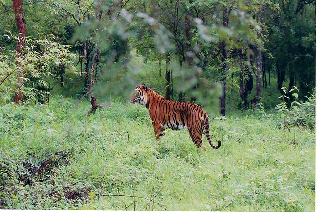 Bhadra Wildlife Sanctuary,