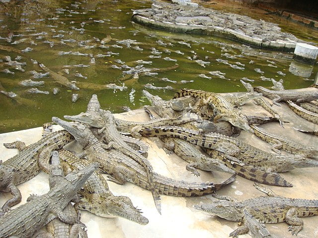 Crocodile Farm, visit during Mahabalipuram Local sightseeing by cab
