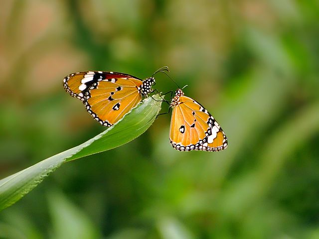 Butterfly Park, Van Vihar