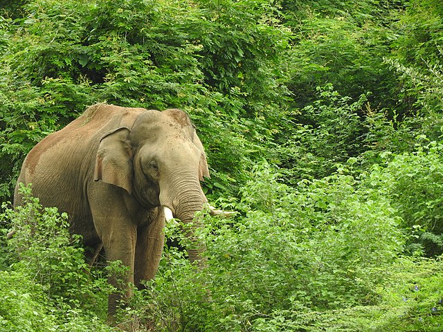 Chinnar Wildlife Sanctuary,