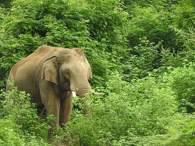 Chinnar Wildlife Sanctuary,