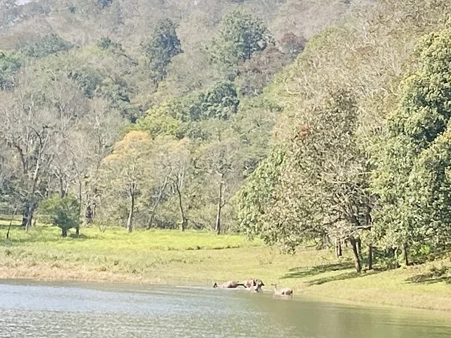 Periyar Wildlife Sanctuary