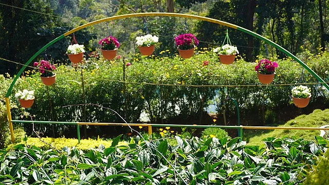 Rose Garden,