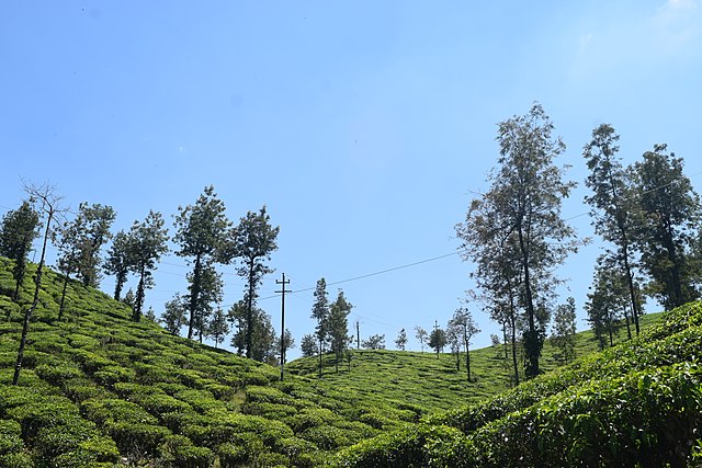 Tea Gardens and Plantations, Visit during One day Munnar Local Sightseeing Tour Package by cab
