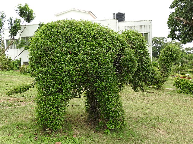 The Botanical Garden Visit during One day Mysore to Ooty tour by cab.