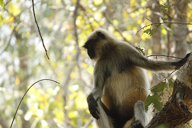 Bhimashankar Wildlife