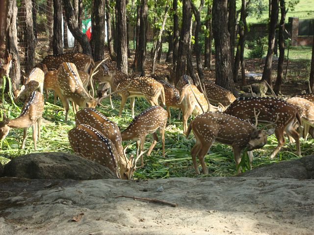 Dehradun Zoo Visit during Haridwar to Deharadun One day Tour