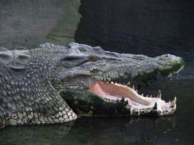 Crocodile Park