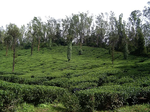 Ananthagiri Coffee Plantation