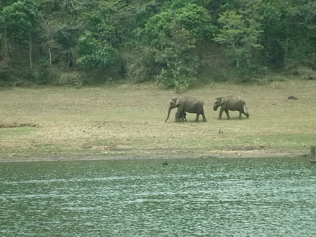 Elephant Junction Thekkady